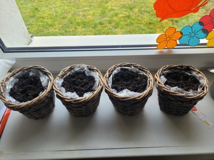 Zakładamy mini ogródeczek w sali